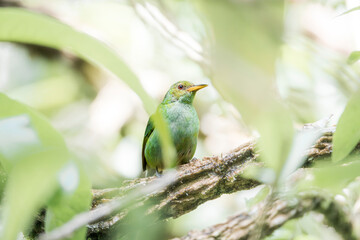 Obraz premium Close-up of a small green songbird with yellow face perched on a leafy branch in a tropical forest with soft dappled light