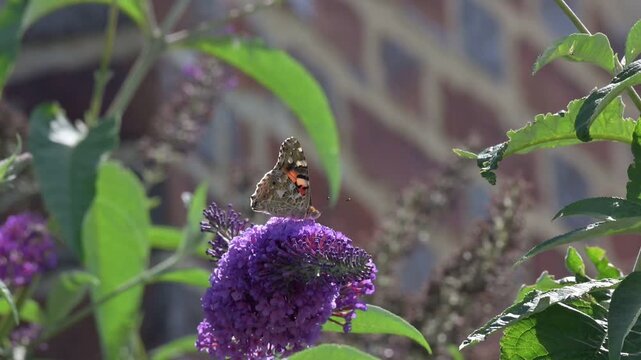 Painted Lady butterfly (Vanessa cardui) feeding on Buddleia flowers in a garden. July, Kent, UK [Slow motion x4] 