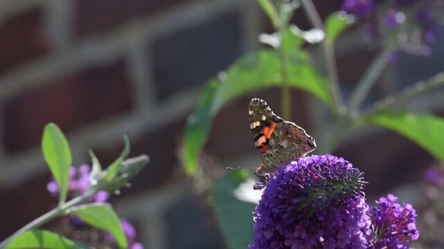 Painted Lady butterfly (Vanessa cardui) feeding on Buddleia flowers in a garden. July, Kent, UK [Slow motion x4] 