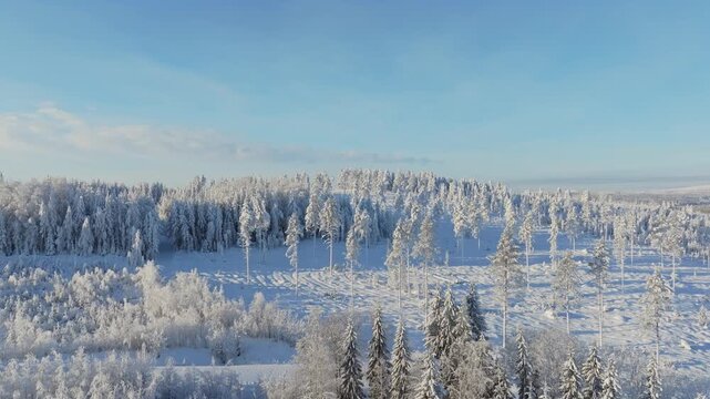 Aerial drone view of a snowy pine forest on a bright winter day. Cold fir trees covered in snow, seasonal winter nature background.