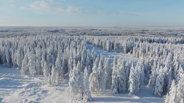 Aerial drone view of a snowy pine forest on a bright winter day. Cold fir trees covered in snow, seasonal winter nature background.