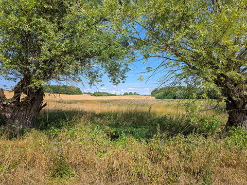 rural meadow framed by two old willow trees under a clear blue summer sky