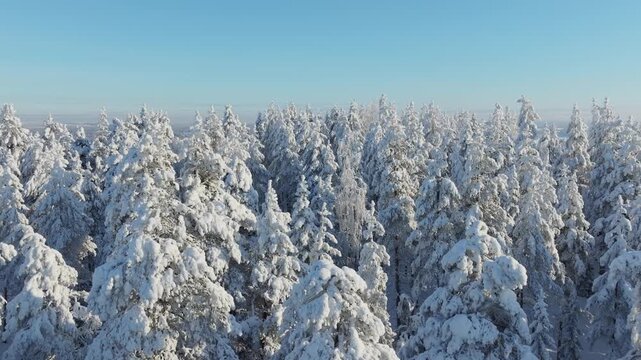 Aerial drone view of a snowy pine forest on a bright winter day. Cold fir trees covered in snow, seasonal winter nature background.