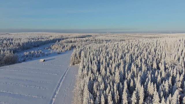 Aerial drone view of a snowy pine forest on a bright winter day. Cold fir trees covered in snow, seasonal winter nature background.