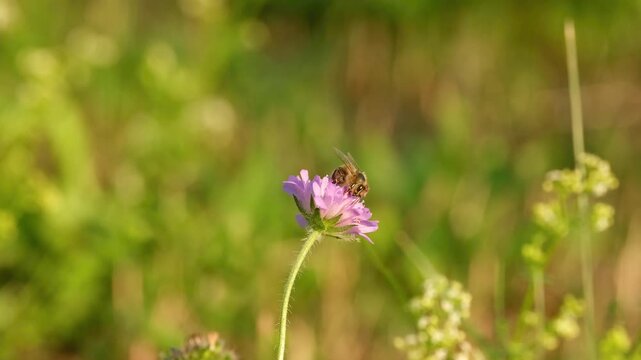 A honey bee collects pollen on a field scabious flower in a sunlit summer meadow. 