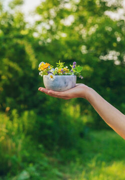 Woman with medicinal herbs. Selective focus.