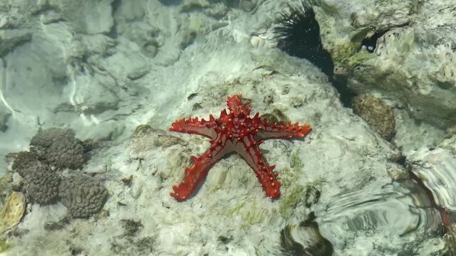 Striking top-down view of a vibrant red horned starfish resting peacefully on shallow, clear seawater over pale rocks, capturing the unique beauty and intricate details of marine life for nature and 