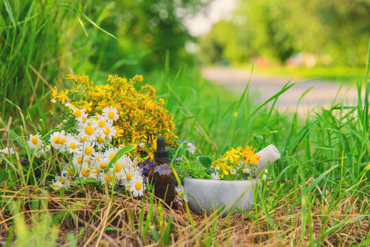 Meadow with medicinal herbs. Selective focus.