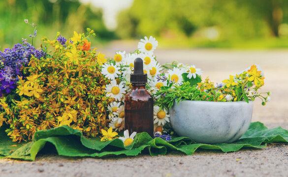 Meadow with medicinal herbs. Selective focus.