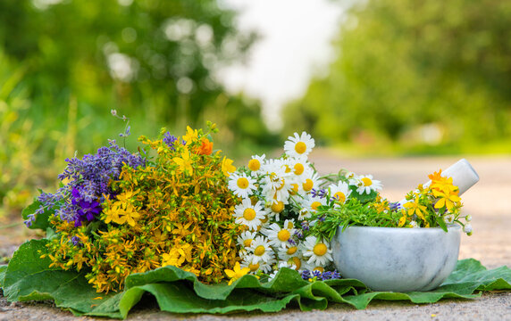Meadow with medicinal herbs. Selective focus.