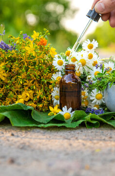 Meadow with medicinal herbs. Selective focus.
