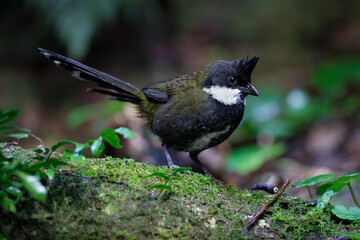 Close-up wildlife portrait of an Eastern whipbird standing alert on a moss-covered log in a shaded rainforest setting. Its long tail, dark crest, olive-green back and distinctive white cheek patch are © Sirvan