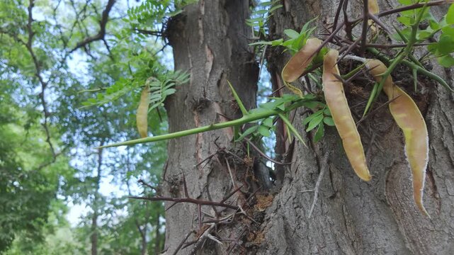 Detailed shot of dangerous spinous thorns and long bean pods on Honey locust tree, Gleditsia triacanthos honey locust in a vivid sunny landscape, camera moves around tree trunk.
