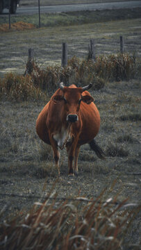A pregnant cow strayed from the herd to enjoy some solitude and get more food
