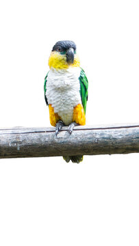 Black-headed caique parrot perched on branch isolated on transparent background PNG