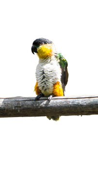 Black-headed caique parrot perched on branch isolated on transparent background PNG