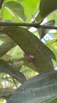Cicada exoskeleton shell on green leaf in nature garden
