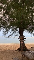 Large tree on a tropical beach with calm blue ocean background © Verisa