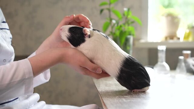 A hand gently pets a black and white guinea pig standing on a table indoors. Pet care, domestic animal, bonding, black and white