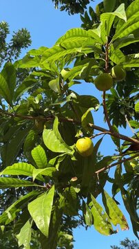 Fresh lucuma fruits ripening on a tree branch under a clear blue sky