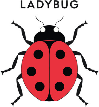Cute Red Ladybug Vector Illustration