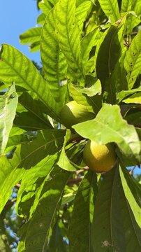 Yellow Canistel fruit on tree branch with lush green leaves