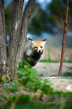 A gray fox in the park.