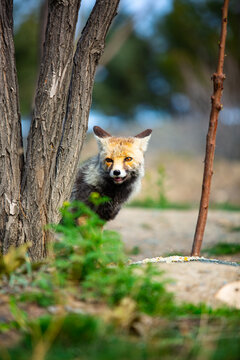 portrait A gray fox  in the park.
