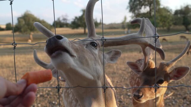 Sika Deer Taking Carrot Treat from Human Hand Through Fence