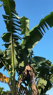 Green banana leaves under clear blue sky with moon