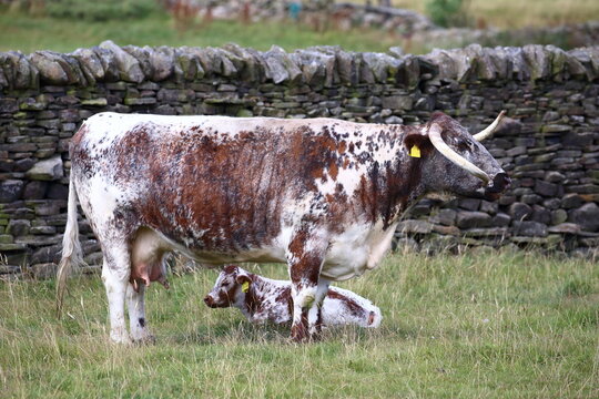 Large horned Cow with Calf standing by a dry stone wall.