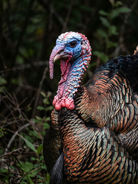 Detailed view of a wild turkey's head and upper body, showcasing its striking blue and red skin and shimmering iridescent feathers.