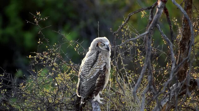 Majestic great horned owl perched on a tree branch in natural light