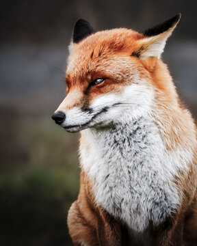 Red fox stares intently, ears perked forward