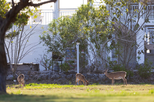 Key deer (Odocoileus virginianus clavium) in the garden.