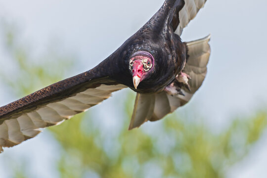 Turkey vulture (Cathartes aura) in flight