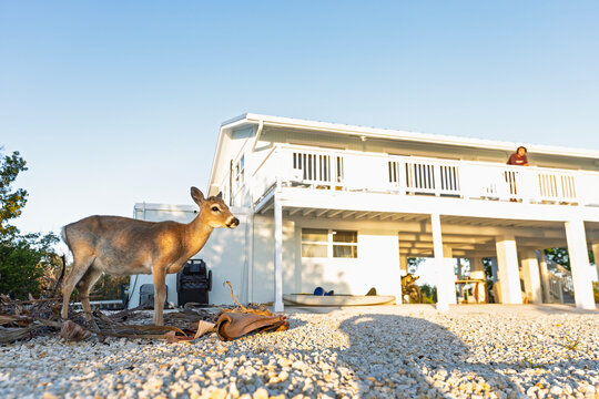 Key deer (Odocoileus virginianus clavium) in the garden.
