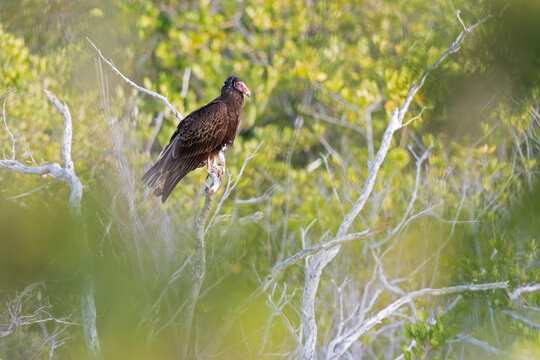 Turkey vulture (Cathartes aura) perched in a tree.