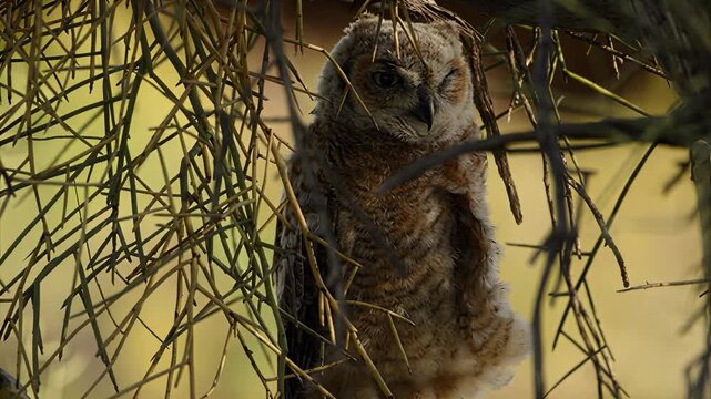 Young owl peeking through branches in natural forest habitat