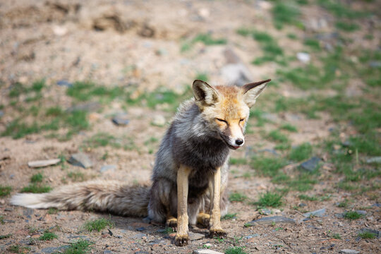 gray fox in the park