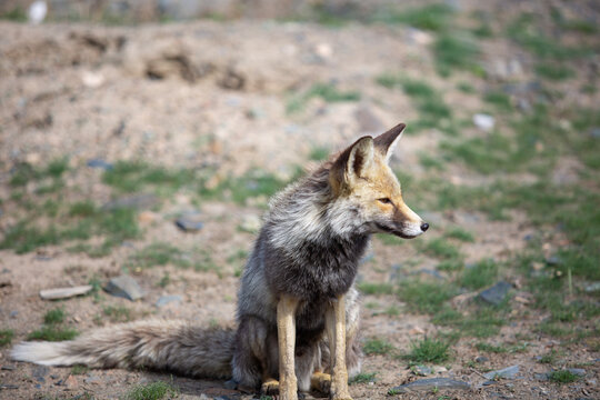 gray fox 