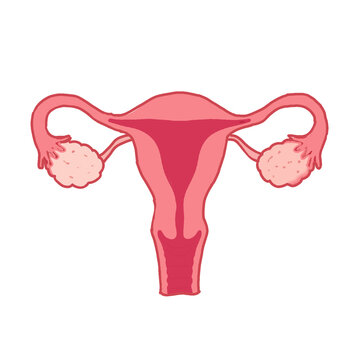 Female reproductive system anatomy vector illustration on black background.