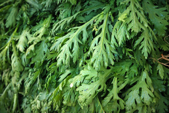 fresh green crown daisy leaves displayed at a traditional vietnamese market ideal for asian culinary cooking and food culture promotion