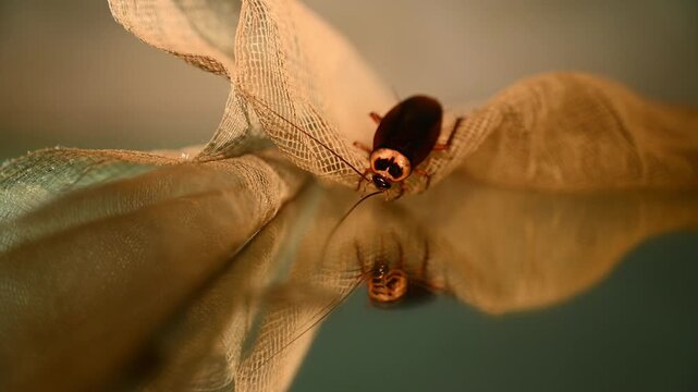 The American Cockroach (Periplaneta americana), also known as the "Bombay canary," is a pest in India, measuring 35 mm to 50 mm. carry bacteria like Salmonella, E. coli, and pathogens