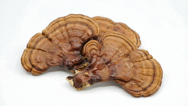 Natural ganoderma mushroom pieces for medicinal use with mushroom, ganoderma