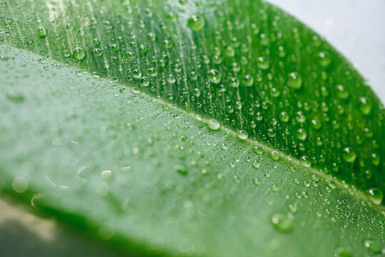 Green leaf covered in many shiny water drops creating fresh natural texture, selective focus