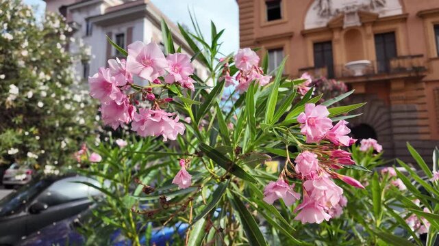 Close-up macro video of beautiful pink oleander flowers and leaves