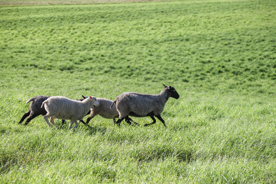 Domestic Sheep Moving Through a Grass Field on Agricultural Land. The scene shows livestock in a quiet countryside environment.