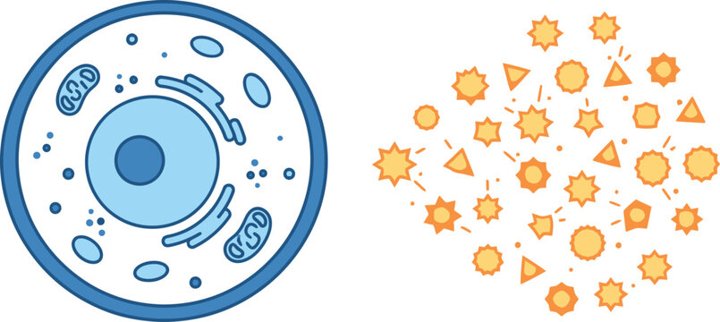 Intact Biological Cell vs Lysis Fragmented Cell Diagram Vector Illustration