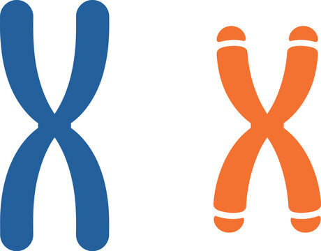 Chromosome and Telomere Structure Vector Illustration for Genetics and Aging Research